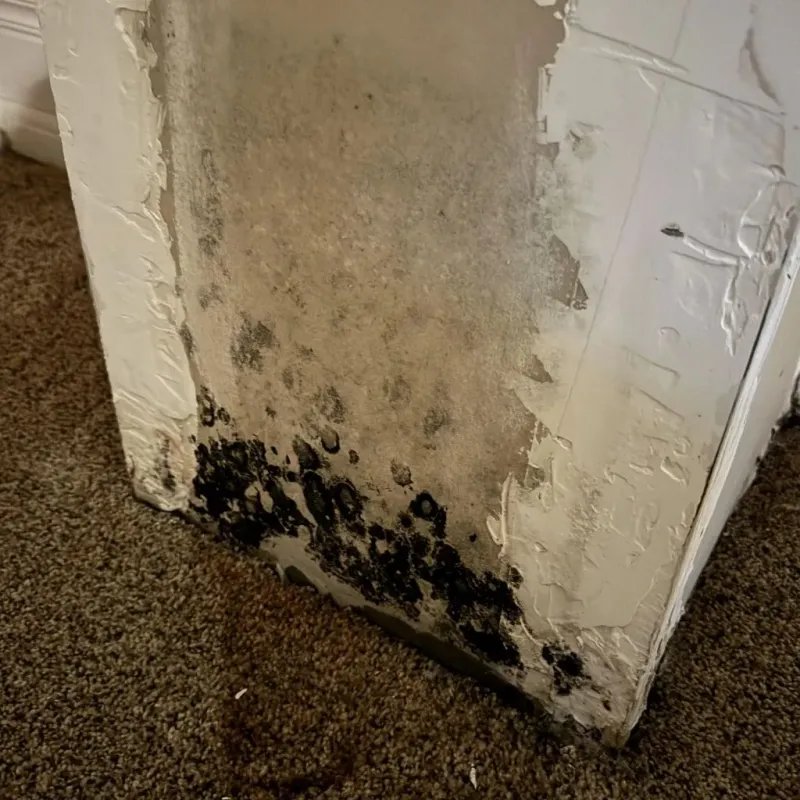 Professional Mold Removal in Roanoke, TX